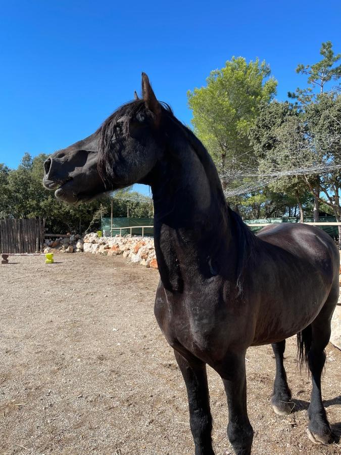 Les Gites Du Parc Animalier De Ginasservis Exterior foto
