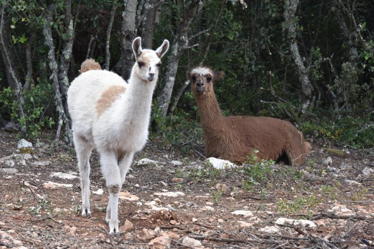 Les Gites Du Parc Animalier De Ginasservis Exterior foto